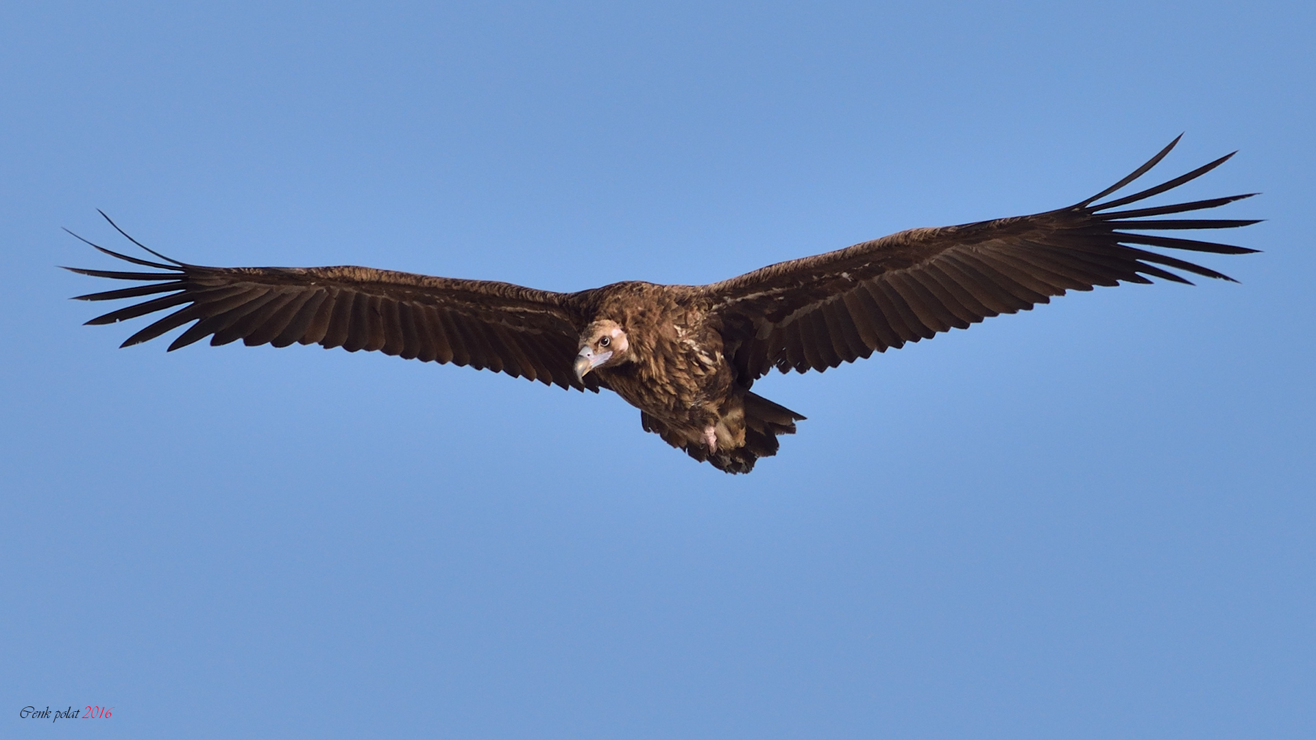 Cinereous Vulture